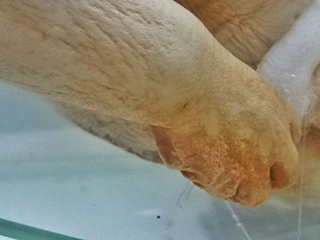 Detalle siamesa bicéfala. Colecciones de teratología MHNV