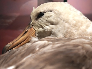 Lanzamiento Festival de Aves Valparaíso