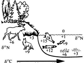 Cadena trófica (Salazar-García, 2009)