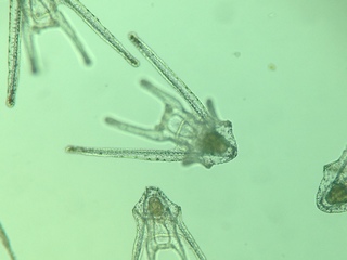 Larvas de erizos (© Daniel González).