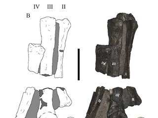 Pata derecha de Morrosaurus mostrando el metatarso IV estrecho.