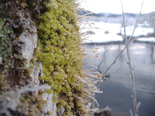 Musgos del género Zygodon sobre corteza de Coigüe de Magallanes, Nothofagus betuloides (Mirb.) Oerst. Aysén.