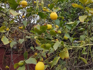 Limonero.