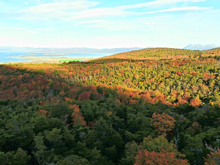 Vista panorámica de los bosques mixtos de deciduos-siempreverdes de Nothofagus pumilio-N. betuloides en Tierra del Fuego.