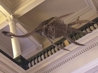 Esqueleto ya montado.