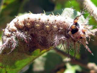 Saturniidae Polythysana pos. cinerascens (Philippi), larva Reserva Forestal Tanumé (foto: Mario Elgueta).
