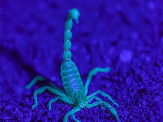 Brachistosternus philippii Ojanguren-Affilastro, Pizarro-Araya y Ochoa, 2018. Ejemplar fotografiado por Jaime Pizarro bajo luz UV en un campo de dunas costeras del Monumento Natural Paposo Norte, Antofagasta (Chile). (Agencia Monoclope - Universidad de La Serena