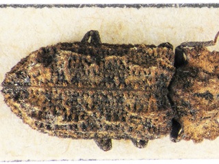 Pristoderus flexuosus