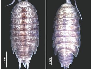 Paratipos hembra de las nuevas especies Styloniscus manuvaka (A) y Hawaiioscia rapui (B).