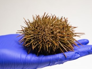 Erizo Rojo Comestible: Loxechinus albus.