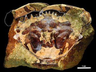 Cangrejo fósil de Loanco, cf. Minohellenus araucanus (Phillipi, 1887), uno de los materiales bajo este estudio. El ejemplar tendría cerca de 45 millones de años.