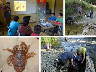 Figura 2. A: Francisco Urra, curador de Entomología hablando de insectos frente a niños de la escuela de Hueyusca. B: Francisco Urra, Andrés Fierro y Cynthia Vásquez colectando Aegla hueicollensis en riachuelo cercano a Hueyusca. C: Ejemplar macho de Aegla hueicollensis. D: En primer plano Francisco Urra y Jorge Pérez Schultheiss buscando peces gato Trichomycterus areolatus; al fondo Andrés Fierro colectando coleópteros de ribera mediante un aspirador entomológico.