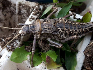 Agathemera claraziana