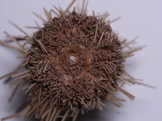 Detalle de la zona oral de un ejemplar de Centrostephanus sp. (erizo), recolectado en la isla Alejandro Selkirk en 1965.