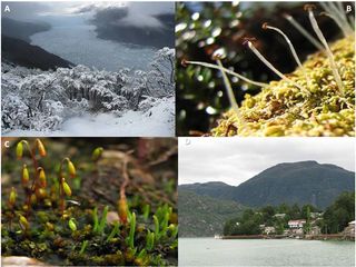 Fotos A- B- C y D (de izquierda a derecha).