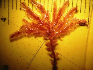 Ejemplar de hepática del género Plagiochila bajo lupa esteroscópica.