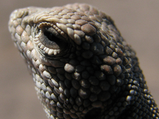 Liolaemus audituvelatus