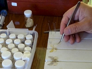 Montaje de especímenes en terreno, una de las primeras etapas en las investigaciones taxonómicas de invertebrados que se desarrollan en el MNHN.