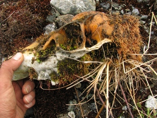 Cráneo de huemul sin astas hallado en ruta hacia el frente del glaciar Jorge Montt, en Campos de Hielo Patagónico Sur.