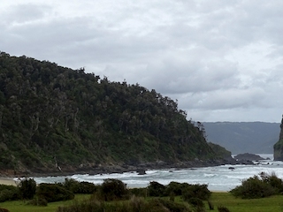 Vista del área recorrida por el sendero el Galpón, a través de un bosque de olivillo costero al sur de la localidad de Manquemapu, en la Región de Los Lagos.