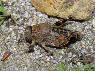 Adulto hembra de langosta de Combarbalá (nótese el pequeño tamaño de alas, las que no se tocan en el dorso, y la presencia de venas ramificadas lo que indica que es un ejemplar adulto).