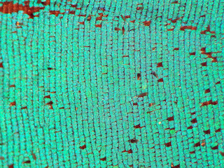 Escamas de mariposa Papilio sp.