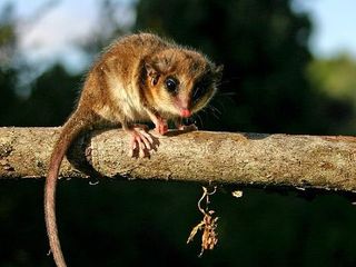 Especimenes de Monito del monte (Dromiciops gliroides) en las colecciones del MNHN