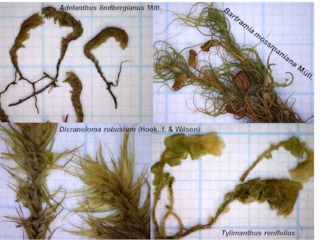 Musgos y hepáticas en bosques de Nothofagus de costa y montaña de Tierra del Fuego.