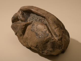 Huevo de Mosasaurio/MNHN.