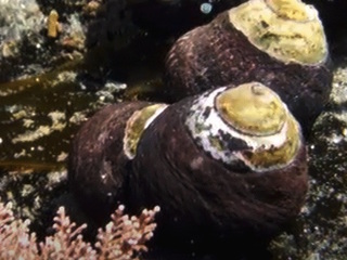 El caracol negro, Tegula atra.