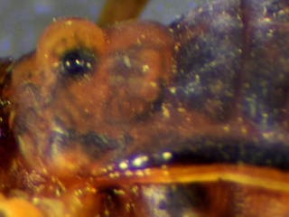 Osornogyndes tumifrons en vista lateral.