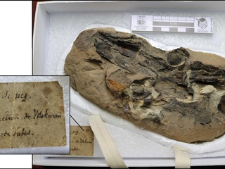 Restos de un pez fósil de la colección Philippi que fue mencionado, pero no ilustrado, en la obra «Los fósiles Terciarios i Cuartarios de Chile» de 1887. En la esquina inferior izquierda su etiqueta original.