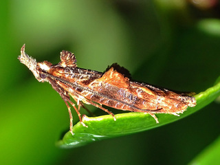 Endothamna marmarocyma Meyrick (fotografía de Jorge Pérez-Schultheiss).