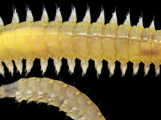 Un poliqueto de la familia Nereididae, mostrando el prostomio, el pigidio y los parápodos.