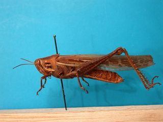 Ejemplar adulto de Schistocerca cancellata, colección MNHN.