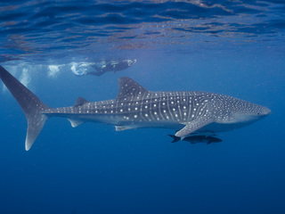 Ejemplar de tiburón ballena (Rhincodon typus). © Erik Schlogl.