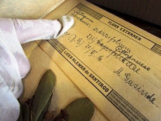 Ficha del Herbario de Martín Gusinde. Ficha del Herbario de Martín Gusinde.