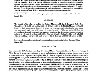 Canto, Jhoann; Yáñez, José y Sanino, Gian Paolo. Sobre la identidad de la Ballena del Museo Nacional de Historia Natural. 2012. 11 pp.