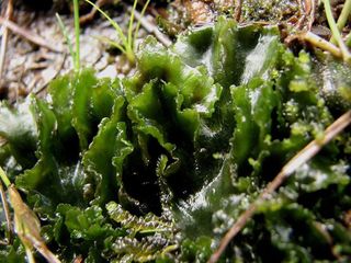 Dendroceros fuegiensis