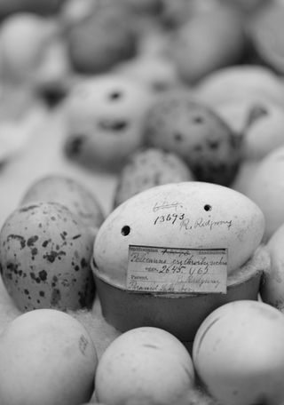 Ovoteca del Museo Nacional de Historia Natural.