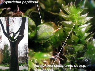 Musgos hidratados habitando ramas y troncos de plátanos orientales en el Parque Quinta Normal.