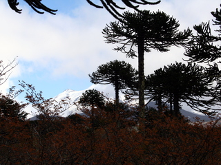 Pehuenes en el Parque Nacional Conguillio (Foto: Gloria Rojas).