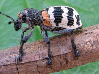 Aegorhinus phaleratus