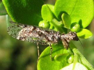 Gerstaeckerella chilensis, adulto en follaje de colliguay macho o lechón (Adenopeltis serrata).