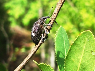 Adulto de Dicordylus binotatus en "bollén".