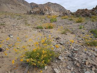 Argylia radiata (terciopelo), sector Pan de azúcar (Foto G. Rojas)
