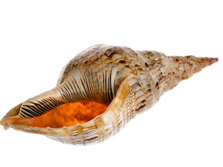 El “Caracol trompeta”, Charonia tritonis.