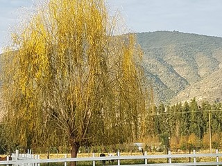 Sauce llorón de Almahue.