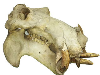 Cráneo de Hipopótamo original existente en la colección de mamíferos del Área Zoología de Vertebrados del Museo.