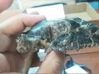 Protypotherium concepcionensis.